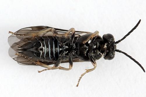 Réf. 223 209 : Periclista lineolata